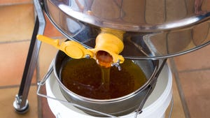 Harvested honey flows into a colander and a bucket
