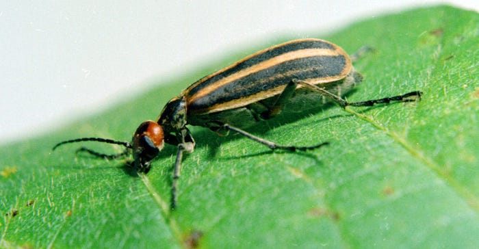 small striped blister beetle on leaf