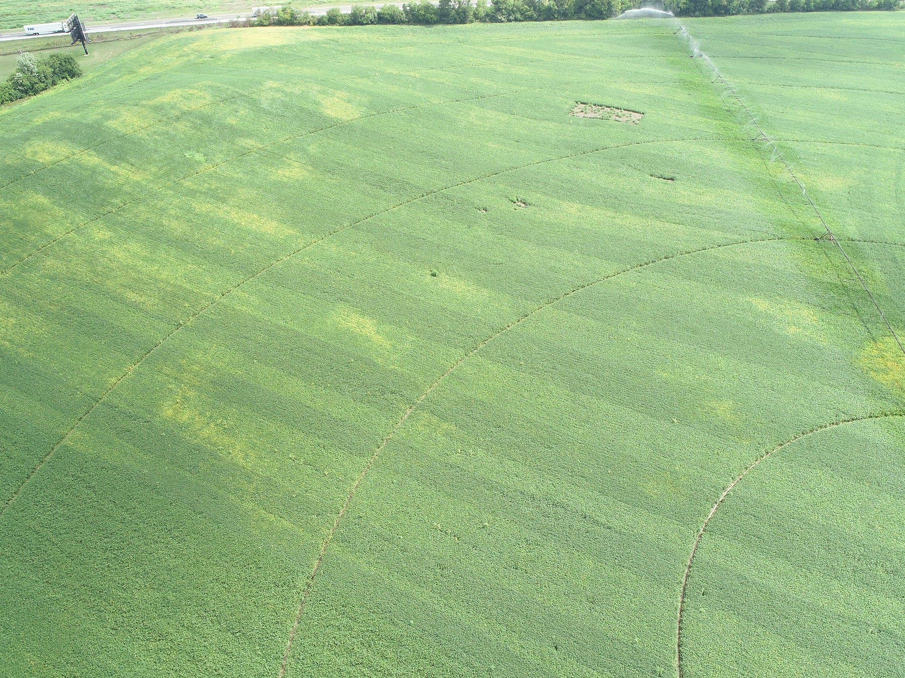 drone image of soybean field with alternating strips of lighter and darker colored plants