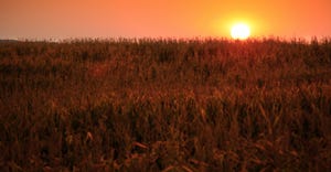 Sunrise over cornfield