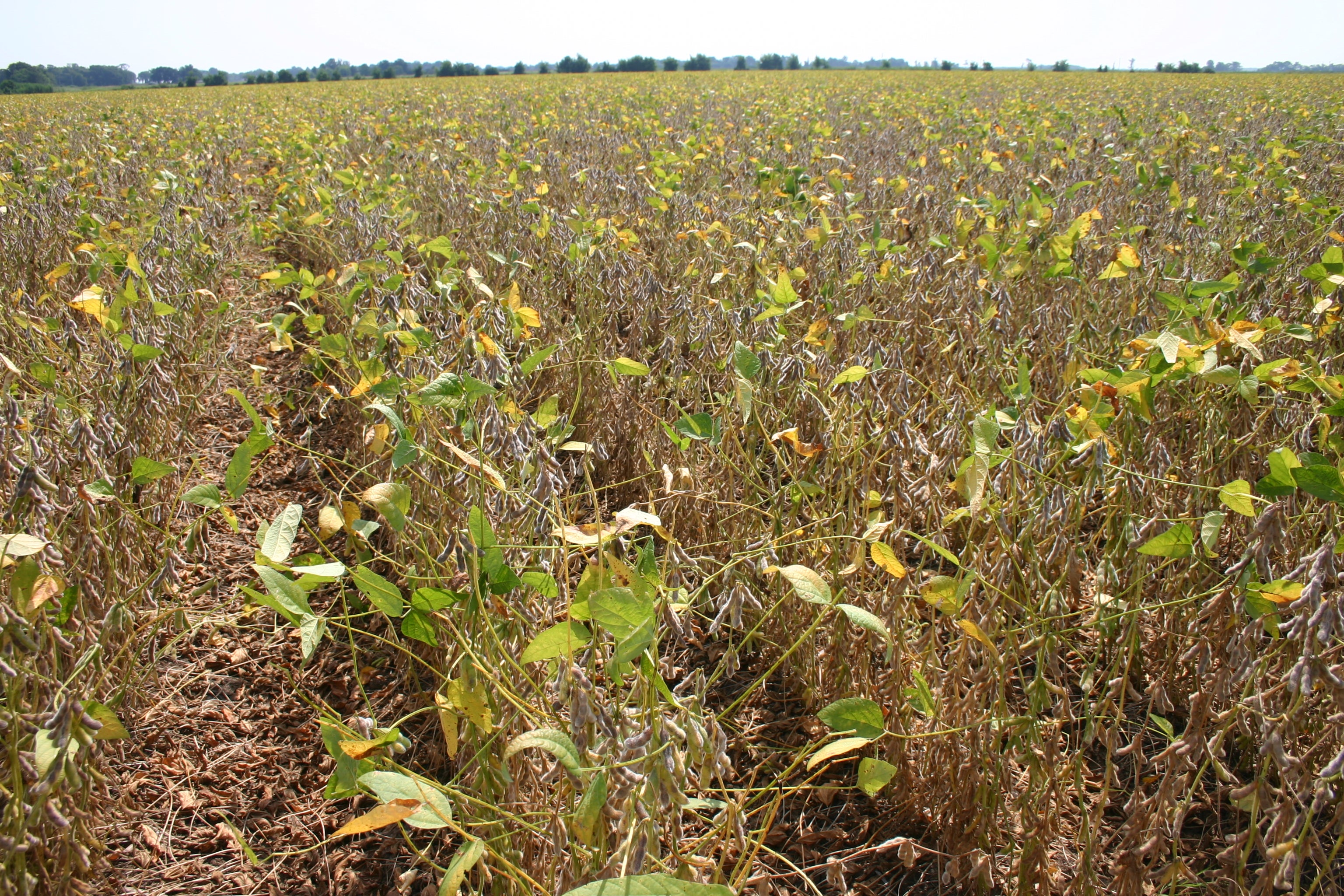 Soybean maturity groups, planting dates and ‘portfolio’ approach