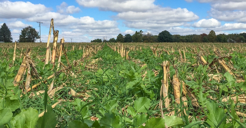 no-till and cover crops