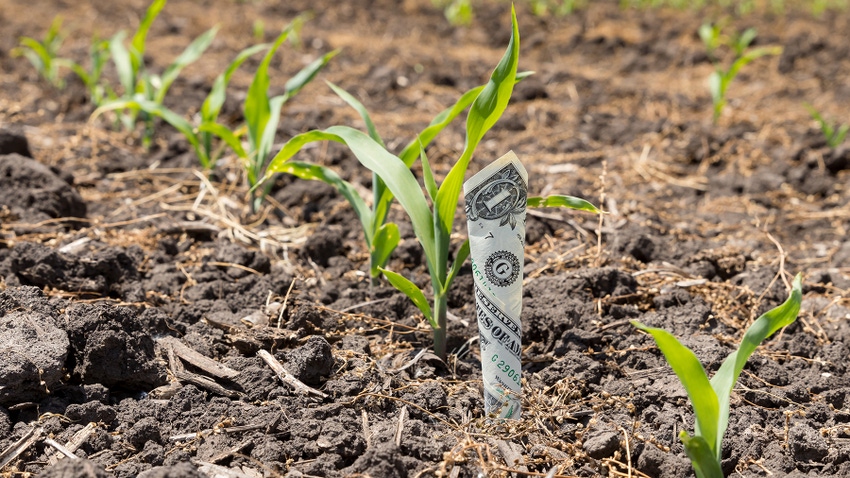 Dollar bill in row of young corn