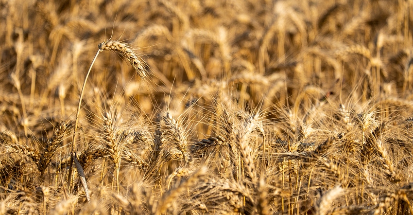 Fields of wheat cultivation in the province of Huesca in Aragon Spain Europe