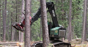 Hot saw working in woods