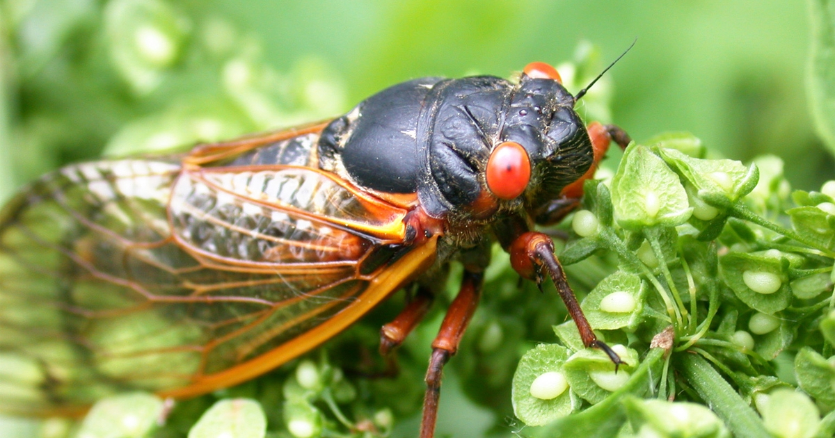 Fruit flies: Summer pests or scientific marvel?