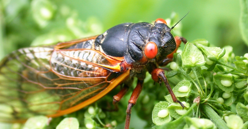 cicada-GettyImages-139746405.jpg