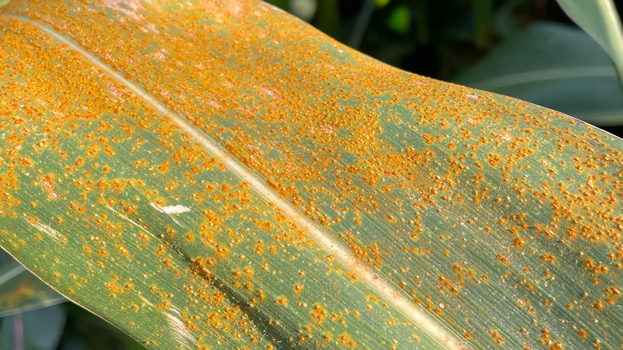 Infested Corn Field Target southern rust-infested corn for early harvest