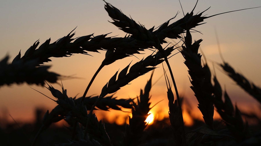 Wheat sunset