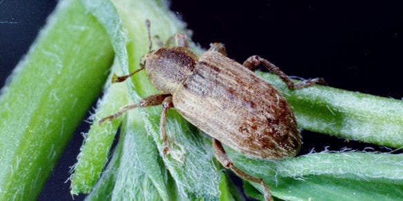 Alfalfa weevil adults have an elongated snout and elbowed antennae. Wings and body are mottled or brown color