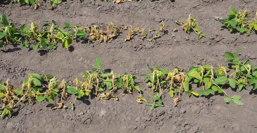 soybeans with dicamba damage