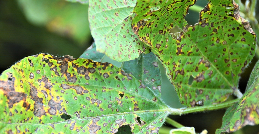 soybean leaves with severe Frogeye Leaf Spot symptoms 
