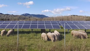 Sheep graze near solar panels