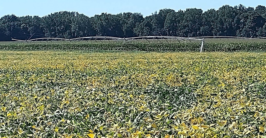 Field of soybeans turning yellow in fall with irrigation pivot in background
