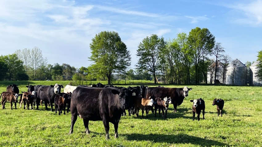 Cattle herd standing in green pasture with blue trees and grain bins in background.