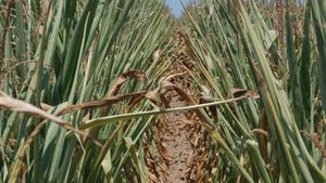 dry, stressed rows of corn