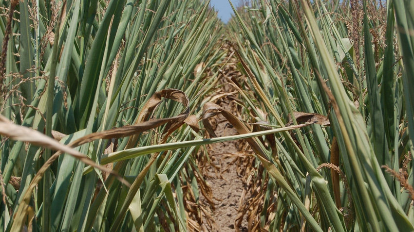 dry, stressed rows of corn