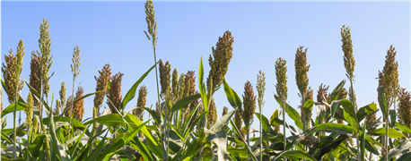 four_united_sorghum_checkoff_board_positions_are_open_1_635953991681872051.png