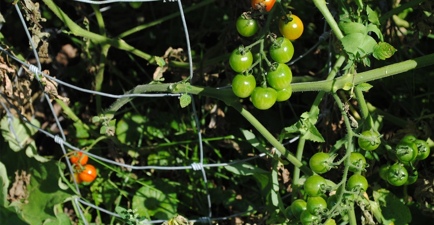 Cherry tomato plant