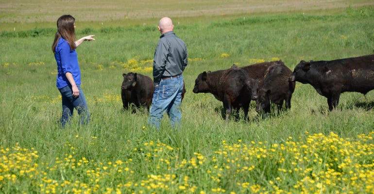 woman and man with Angus bulls on pasture