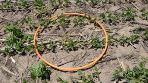 An orange hoola hoop lying in a field of soybean seedlings