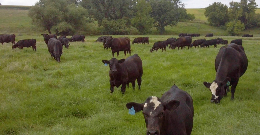 Cattle grazing on pasture Cattle grazing on pasture