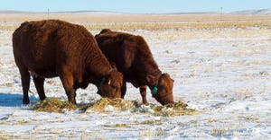 Two cows grazing with their noses in the snow