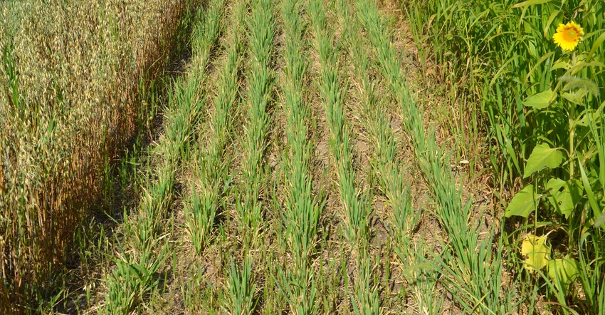 cover crops demonstration plot
