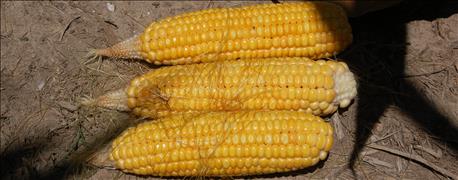why_corn_yield_estimates_are_truly_estimates_1_636034014590451295.jpg