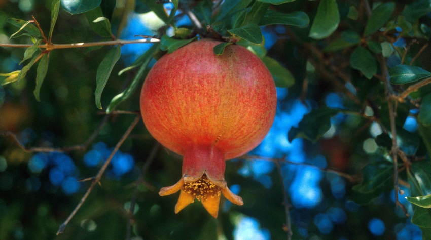 WFP-ARS-pomegranate.jpg