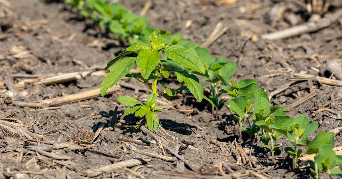 Remember dicamba cutoff dates