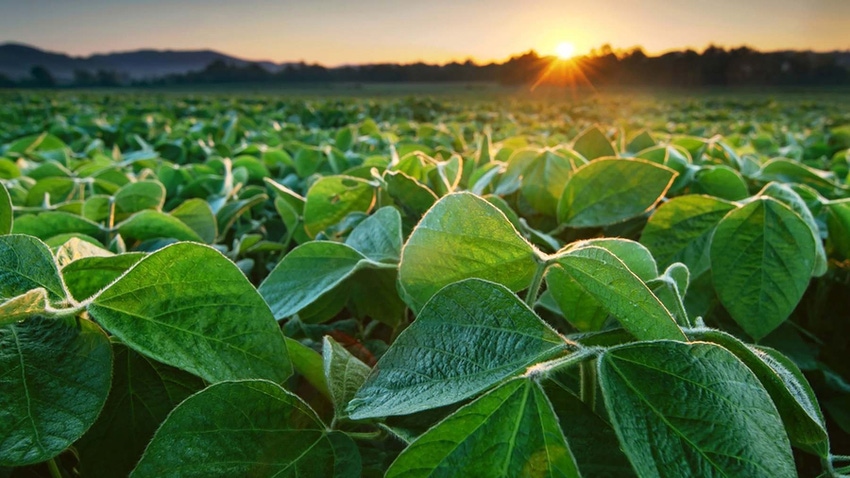 Soybean field mid-season at sunrise