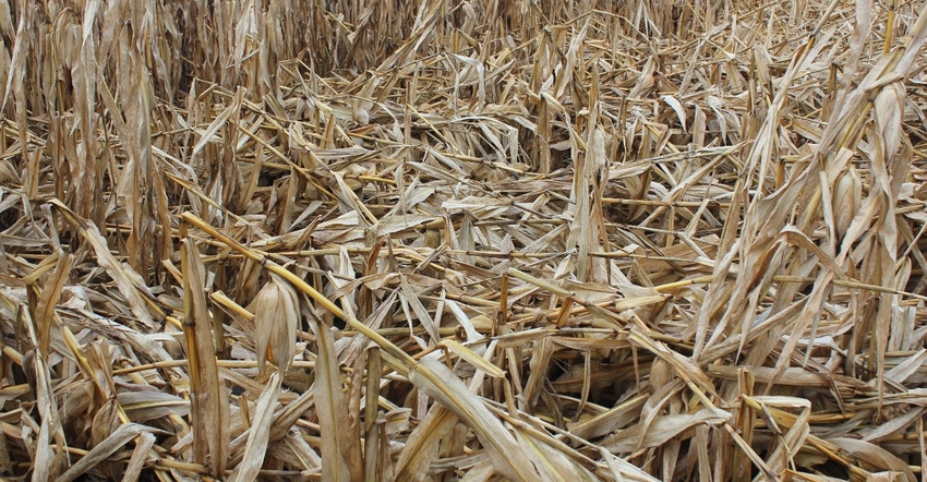 corn affected by tar spot that lodged following high winds