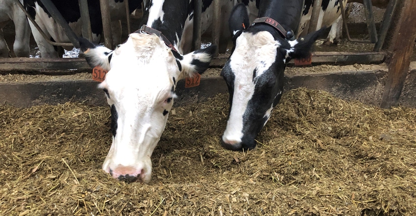 cows eating in feedbarn