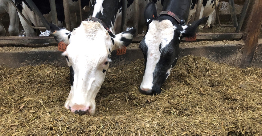 cows eating in feedbarn cows eating in feedbarn