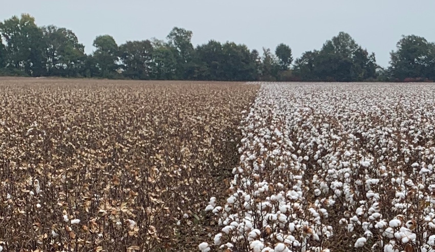 Harvested cotton stalks in field.
