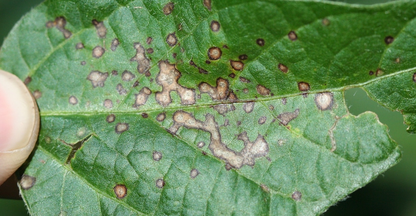 QoI (strobilurin)-resistant frogeye leaf spot 