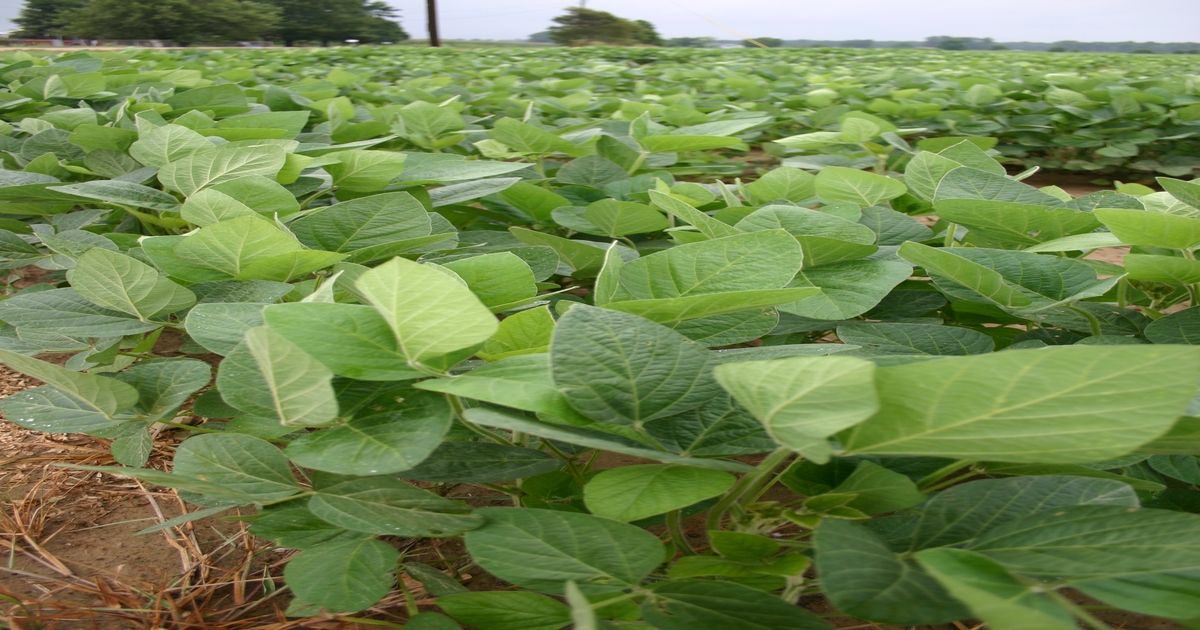 Soybeans and fungicides: dos and don’ts