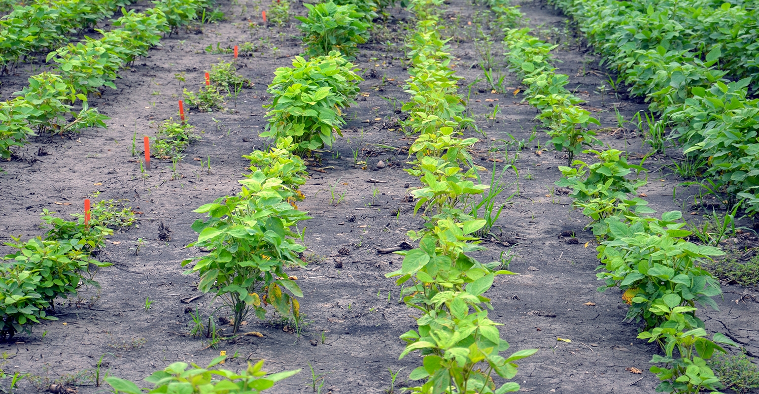 Traits gleaned from wild soybeans move closer to market