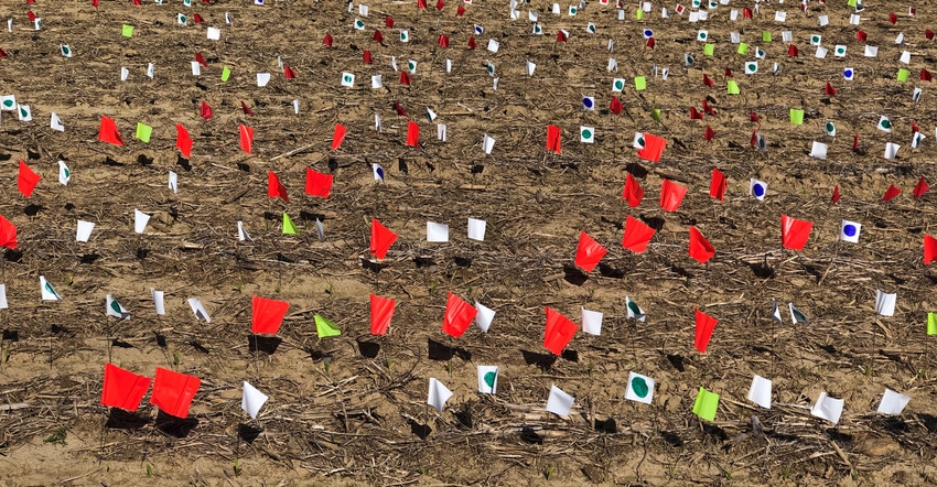 emerging corn rows marked by different-colored flags