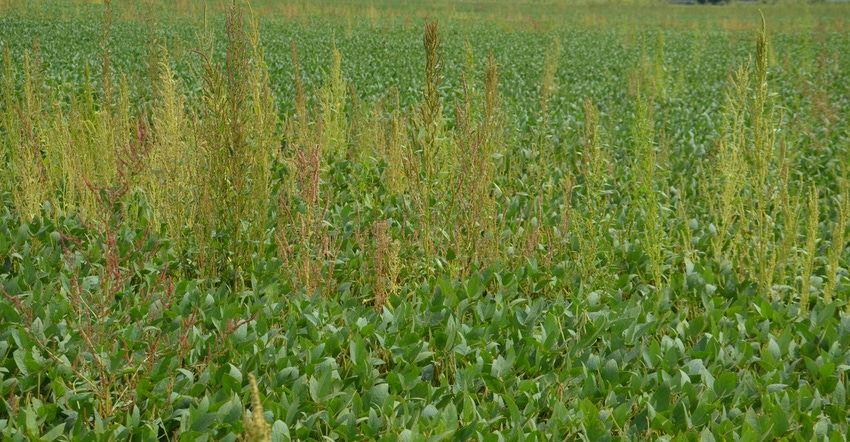 weeds growing in soybean field