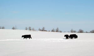 cows-in-snow-hi-rez-a.jpg