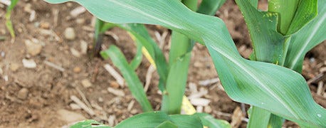 crop_watch_stand_counts_confirm_corn_population_1_634743821214423961.jpg