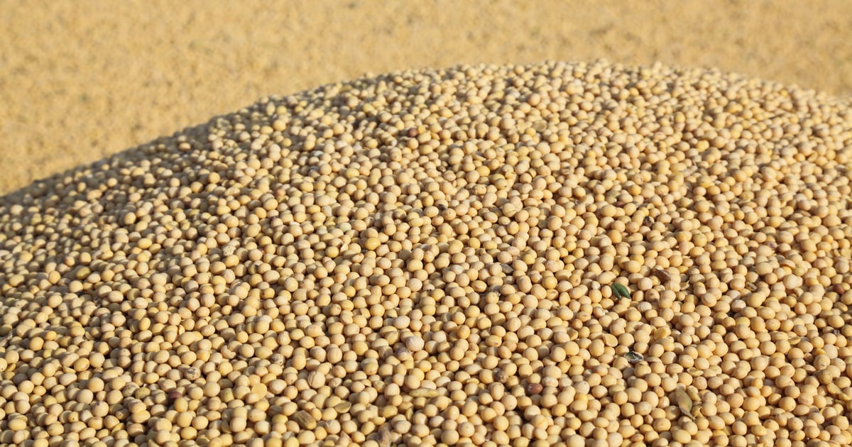 Brazil election results put ag commodities under pressure