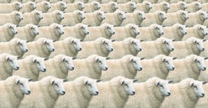 clones of a sheep
