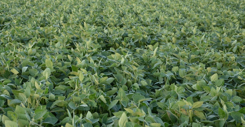soybean field soybean field