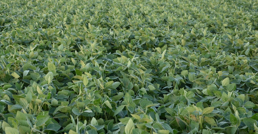 soybean field