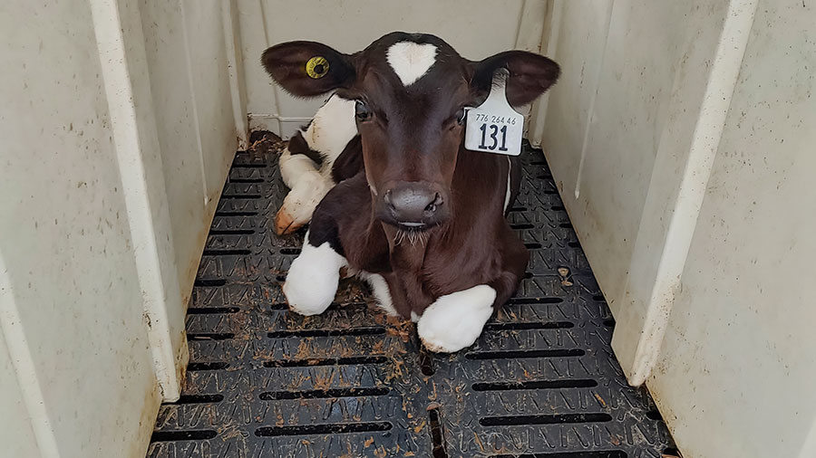 Open Air Flex-Pen System by Agri-Plastics