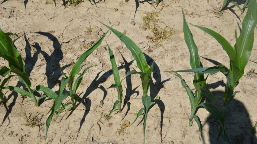 young corn plants in the field