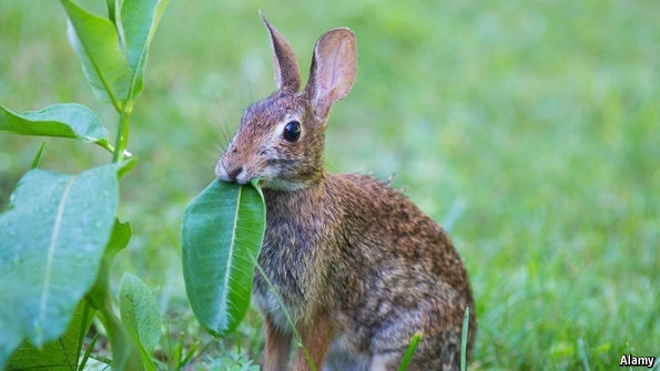 WFP-UC-rabbit.jpg